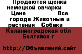 Продаются щенки немецкой овчарки!!! › Цена ­ 6000-8000 - Все города Животные и растения » Собаки   . Калининградская обл.,Балтийск г.
